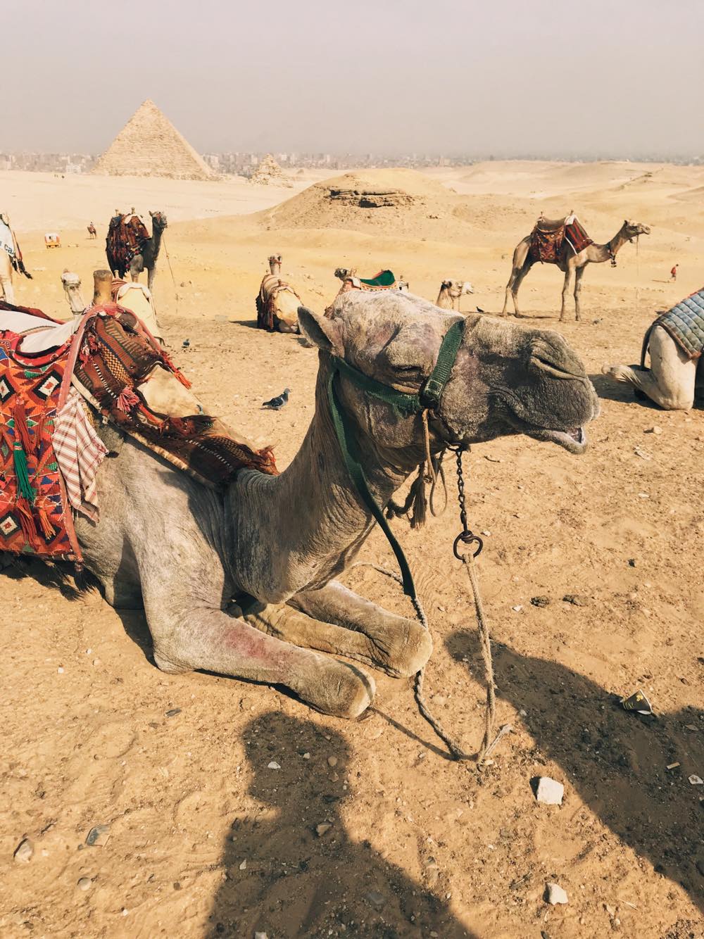 43037214_271146023732412_3294803523115417600_n