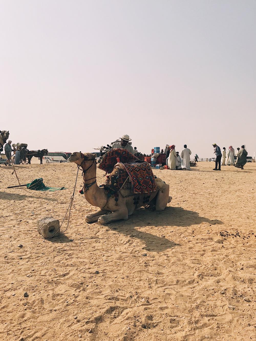 43096709_2223708047866033_4790792859114536960_n